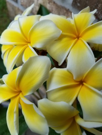 plumeria