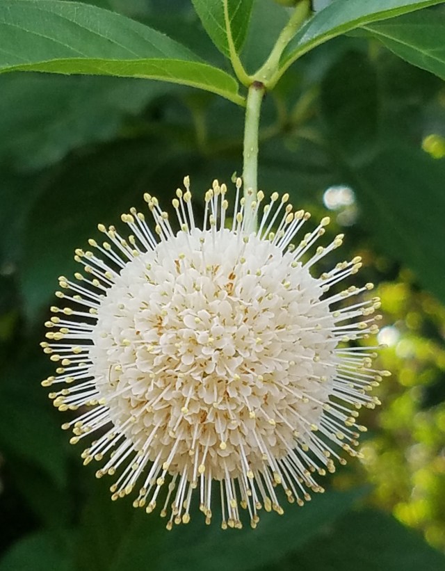 buttonbush