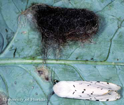 saltmarsh_caterpillar07