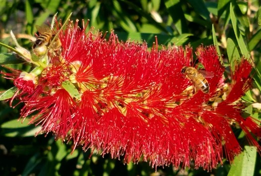 Bees in Bottlebrush