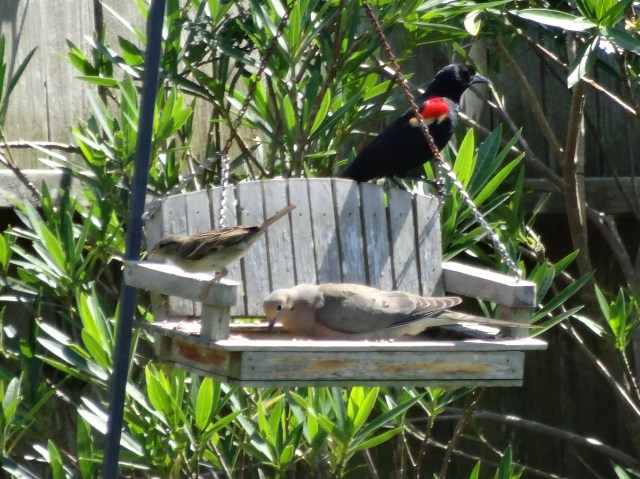 Birds in Birdfeeder (2)